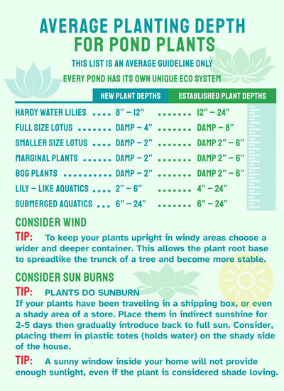 Average Planting Depth for Pond Plants