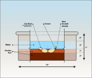 Aquatic Soil