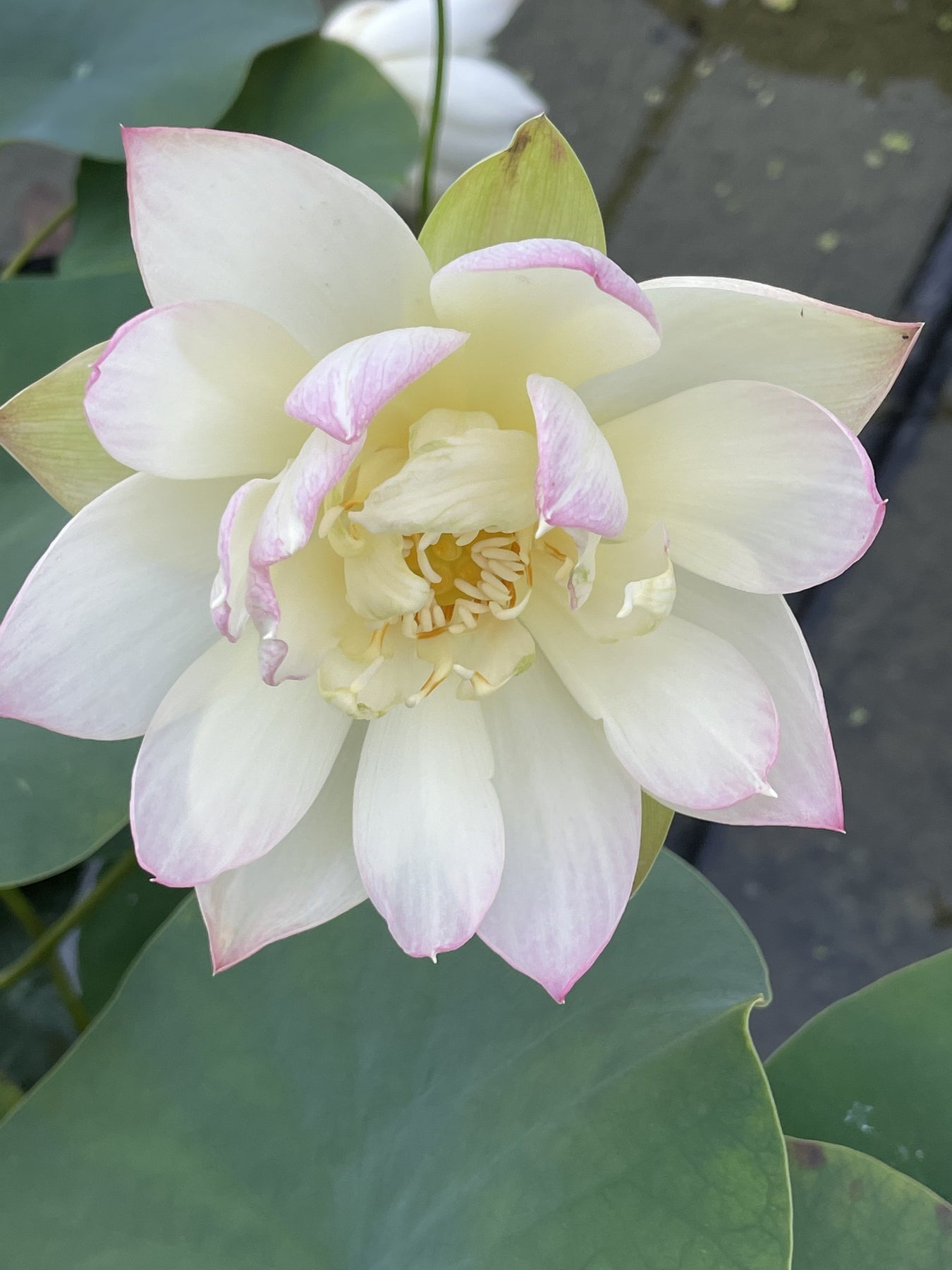 Oriole Out of Water' Lotus - Pink/Yellow/Cream (Bare Root Tuber) - Min  Qty. 3 Per Variety NEW